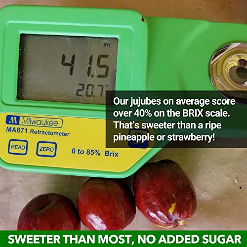 Organic Jujube Superfood Snacks