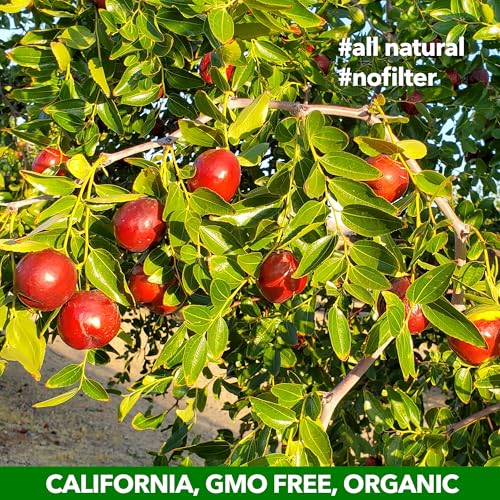 Organic Jujube Superfood Snacks