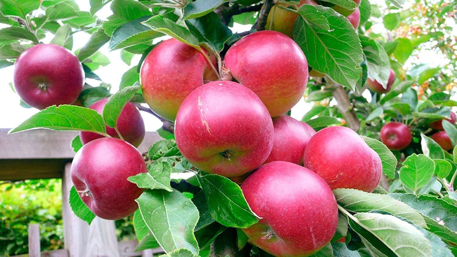 Organic Dried Apple Rings